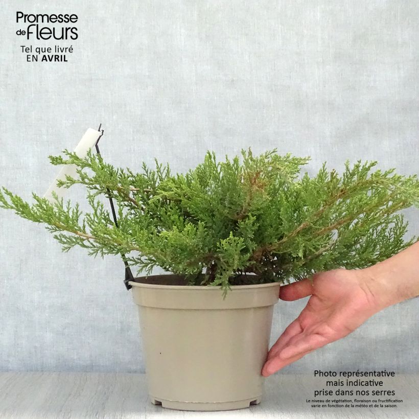 Juniperus sabina Rockery Gem sample as delivered in spring