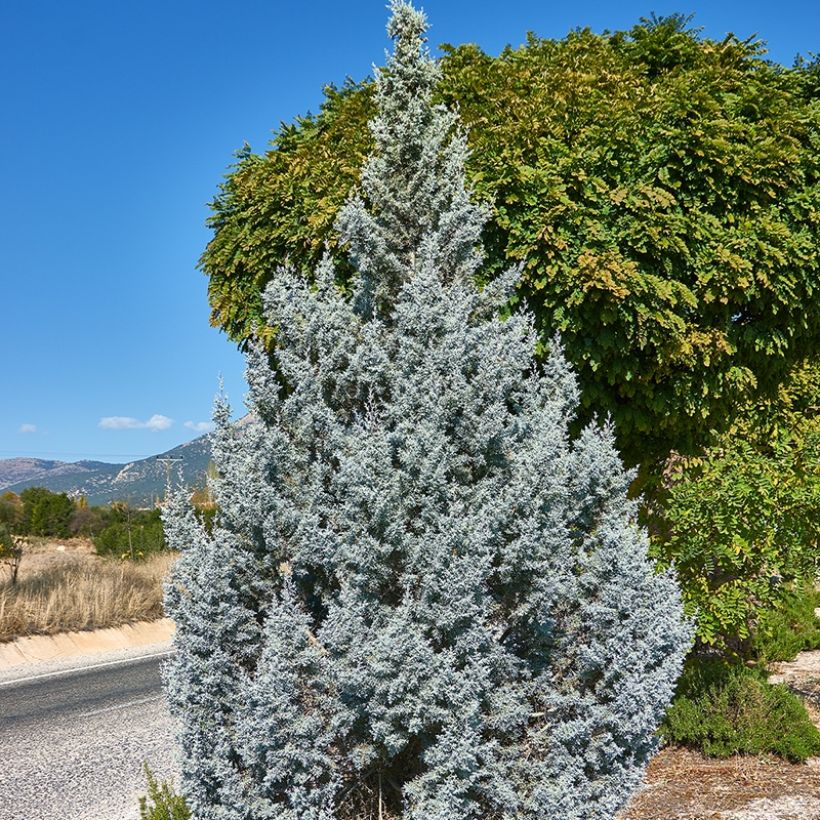 Juniperus scopulorum Moonglow (Plant habit)