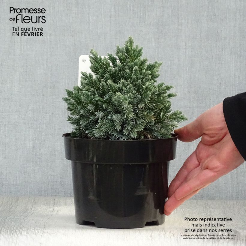 Juniperus squamata Blue Star - Pot de 2L sample as delivered in winter