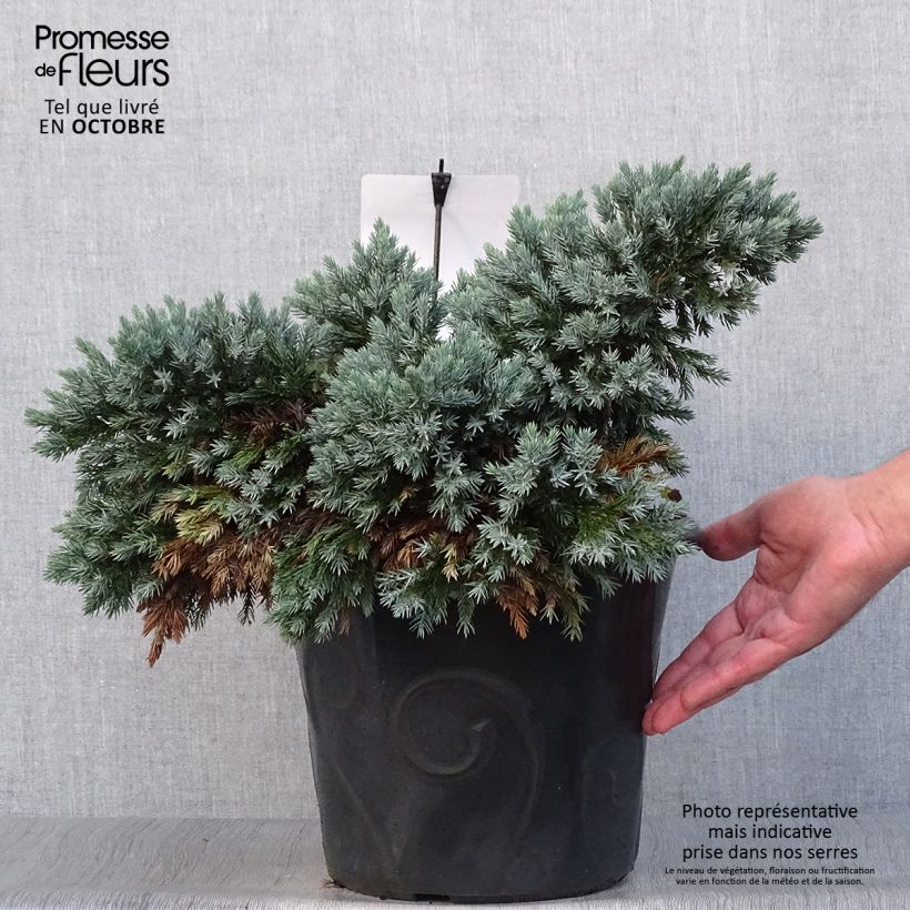 Juniperus squamata Blue Star - Scale juniper 7.5L/10L pot sample as delivered in autumn