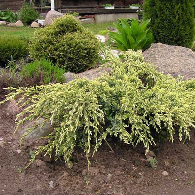 Juniperus squamata Holger (Plant habit)