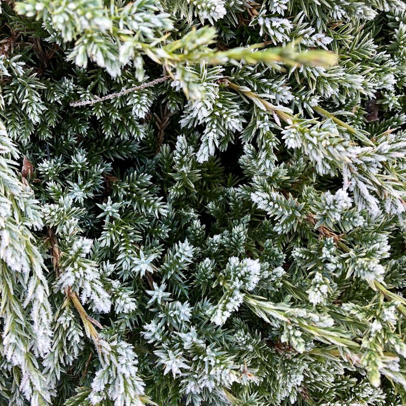 Juniperus squamata Holger (Foliage)