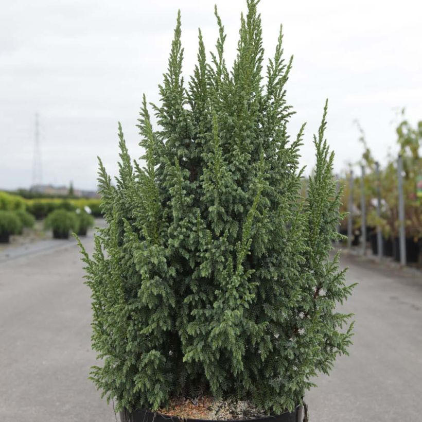 Juniperus squamata Loderi (Plant habit)