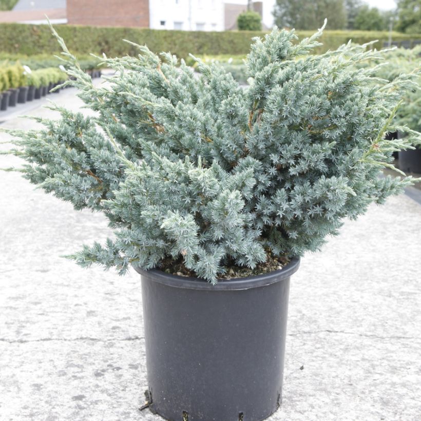 Juniperus squamata Meyeri (Plant habit)