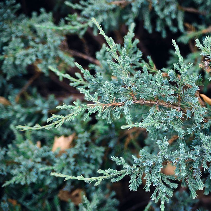 Juniperus squamata Blue Carpet (Foliage)