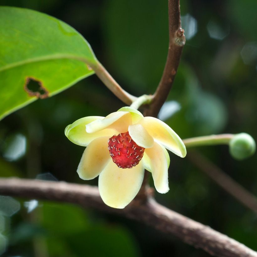 Kadsura japonica  (Flowering)