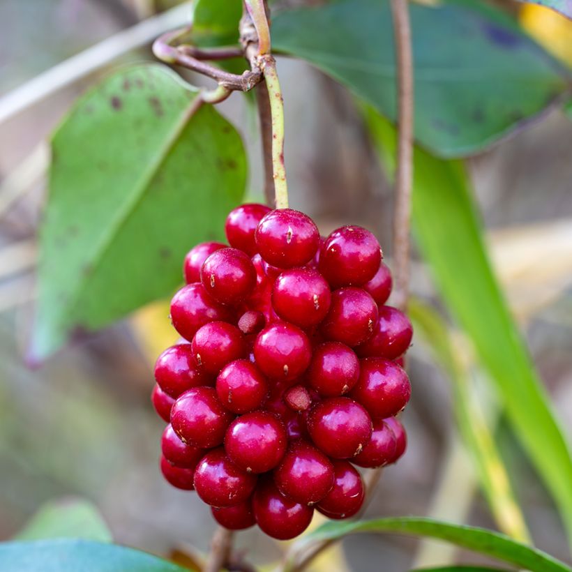 Kadsura japonica  (Harvest)