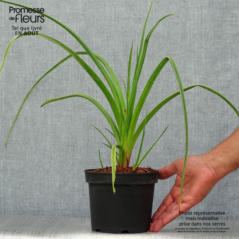 Kniphofia Alcazar - Red Hot Poker 2L/3L pot sample as delivered in summer