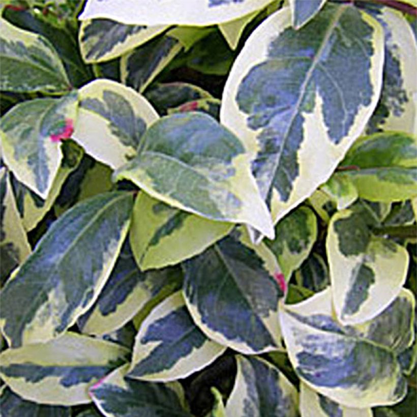 Kadsura japonica Fukurin (Foliage)