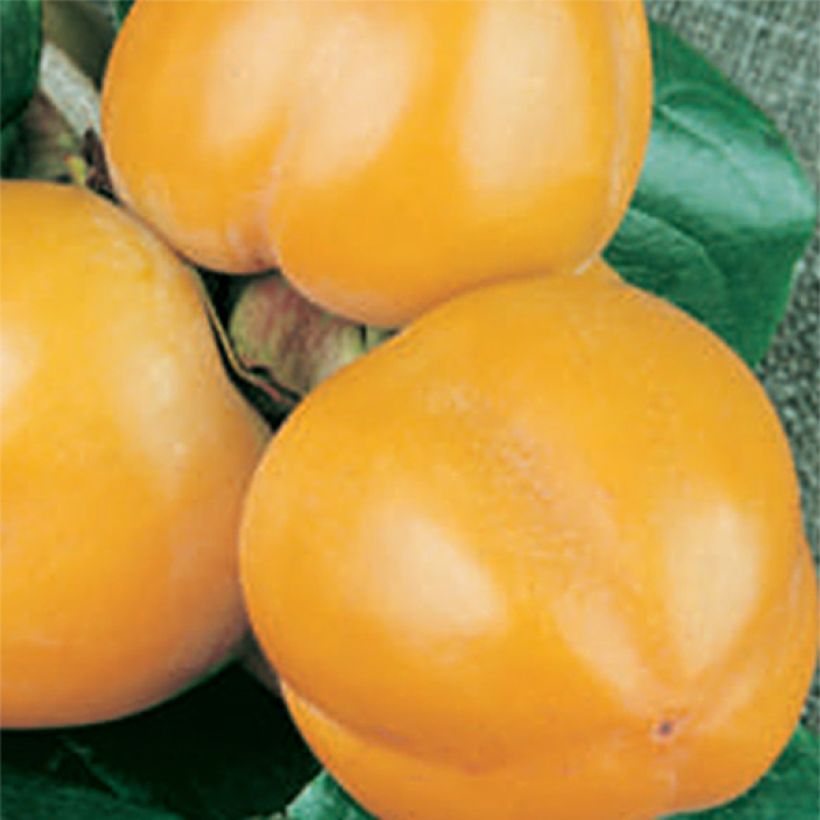 Diospyros kaki Muscat - Persimmon (Harvest)