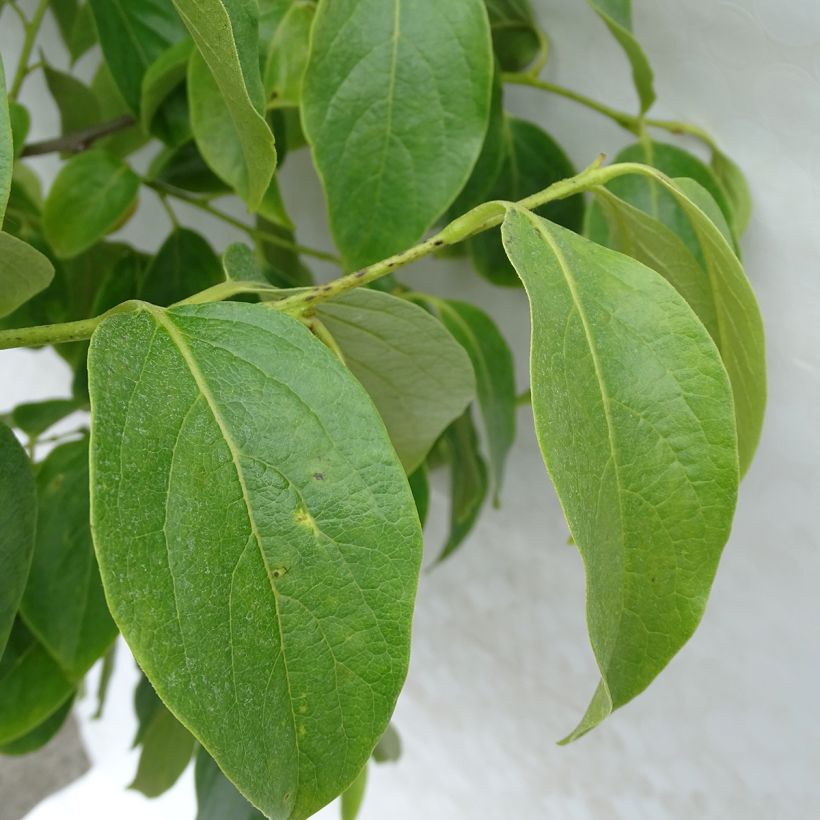 Diospyros kaki Muscat - Persimmon (Foliage)