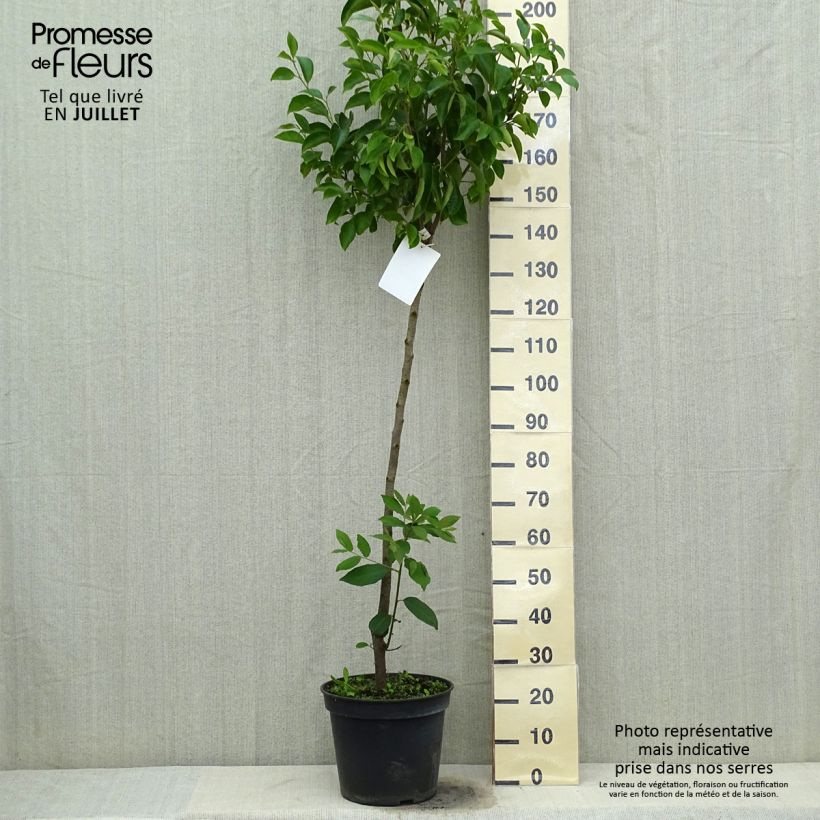 Diospyros kaki Muscat - Persimmon 7.5L/10L pot, Half standard sample as delivered in summer