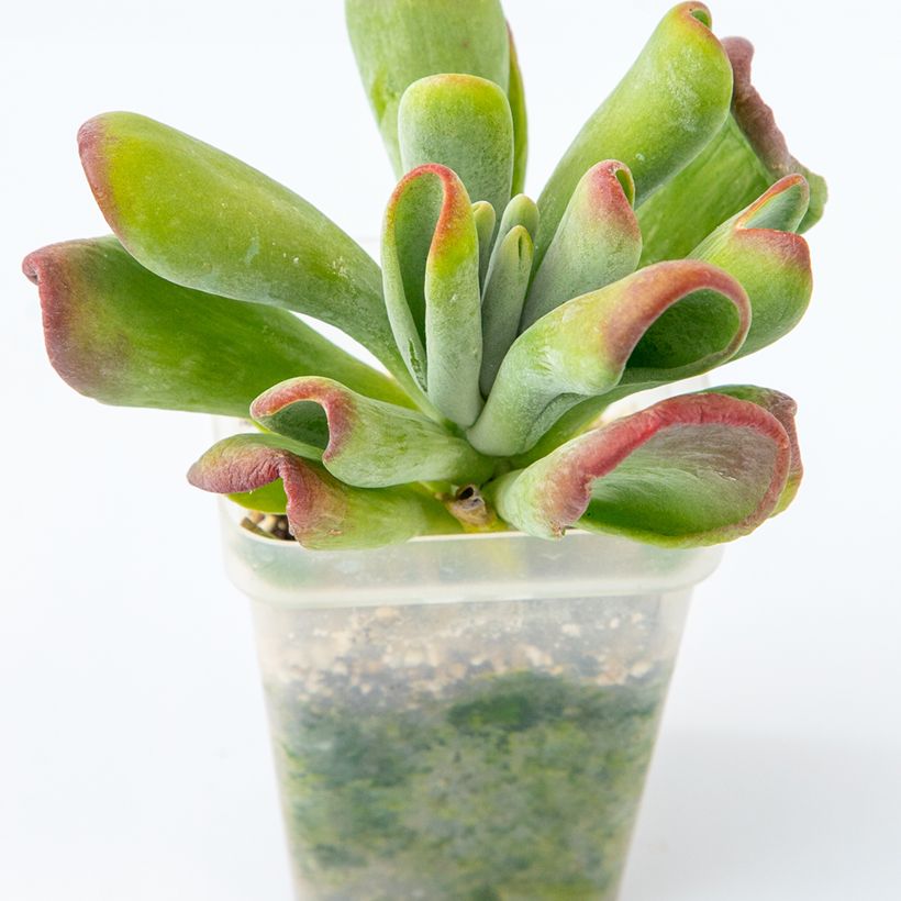 Kalanchoe luciae Oricula (Plant habit)