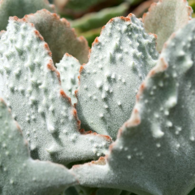 Kalanchoe beharensis Fang - Felt plant (Foliage)