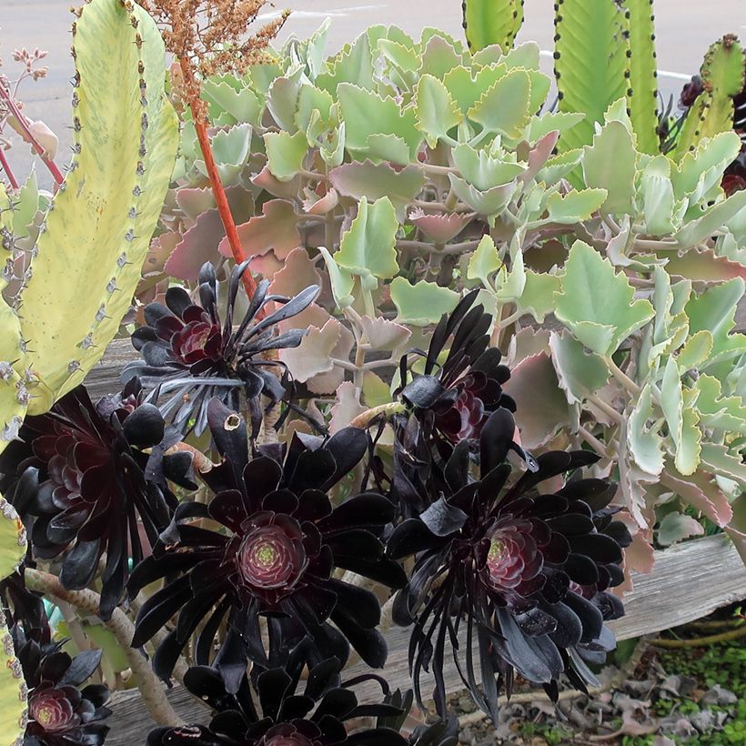 Kalanchoe Oak Leaf (Plant habit)
