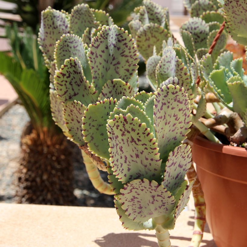 Kalanchoe marmorata - Penwiper (Foliage)