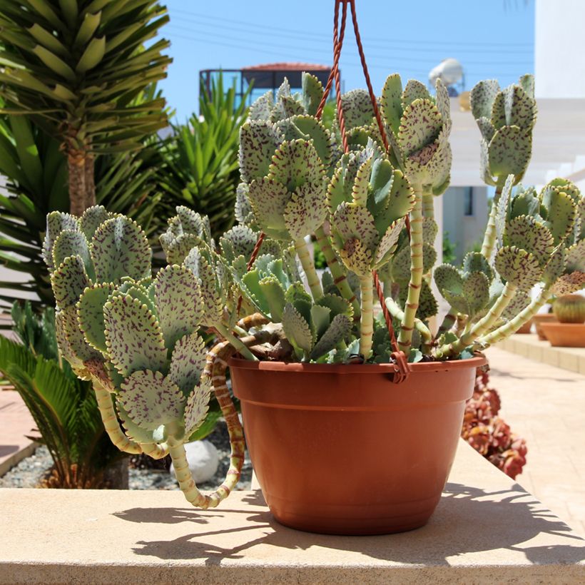 Kalanchoe marmorata - Penwiper (Plant habit)