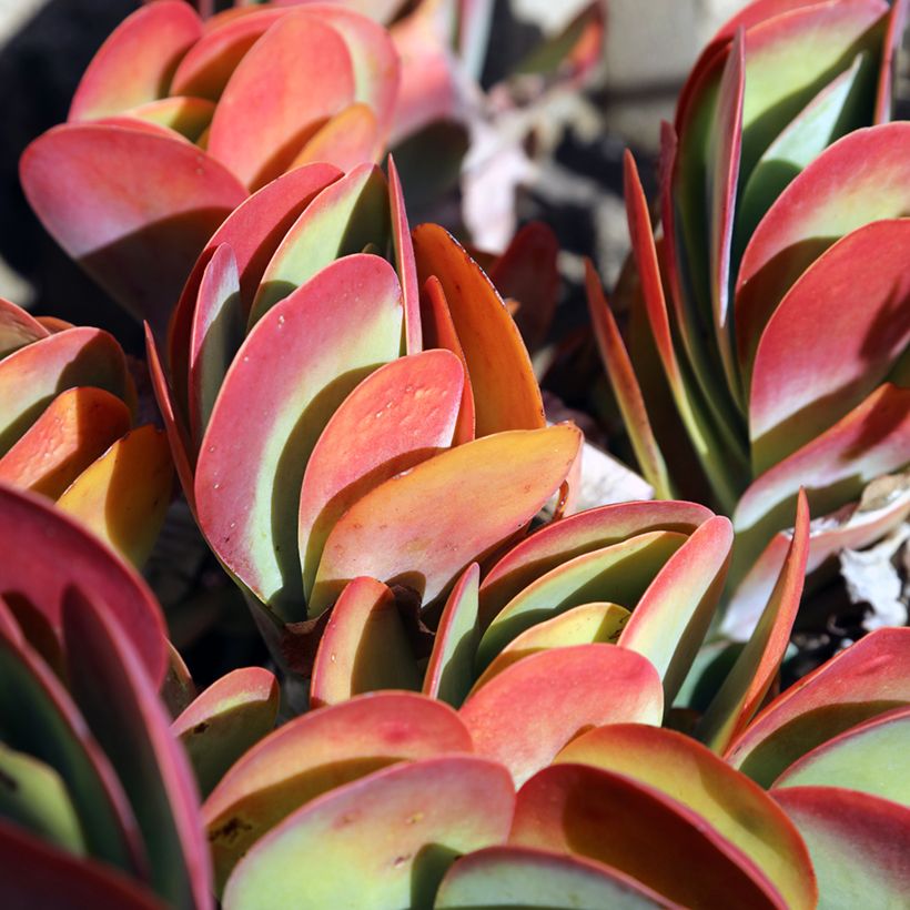 Kalanchoe thyrsiflora - Paddle plant (Foliage)