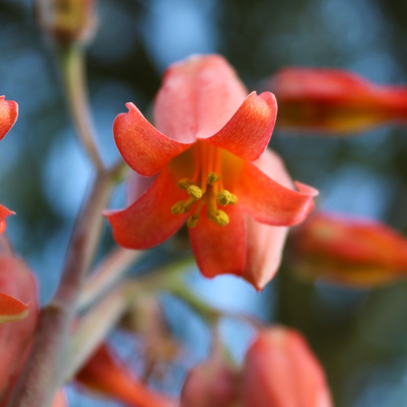 Kalanchoe thyrsiflora - Paddle plant (Flowering)