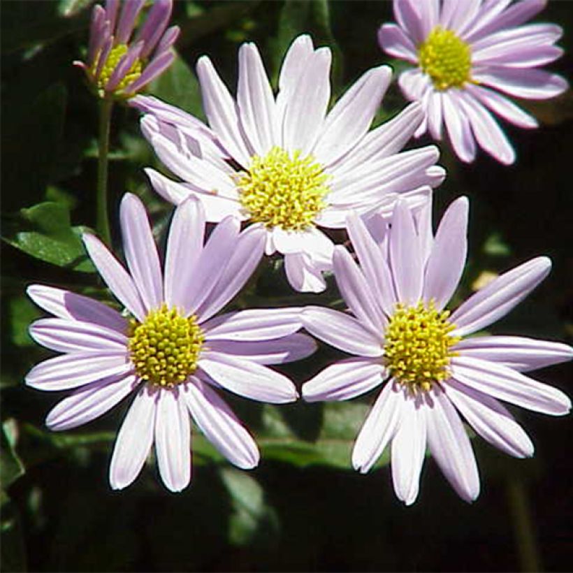 Kalimeris incisa (Flowering)