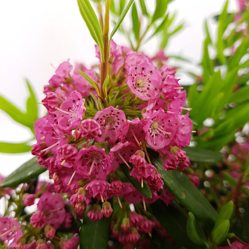 Kalmia angustifolia Rubra - Sheep Laurel (Flowering)