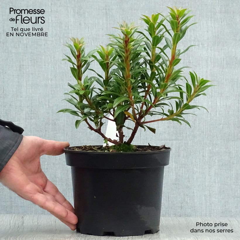 Kalmia latifolia Minuet - Mountain Laurel 2L/3L pot sample as delivered in autumn