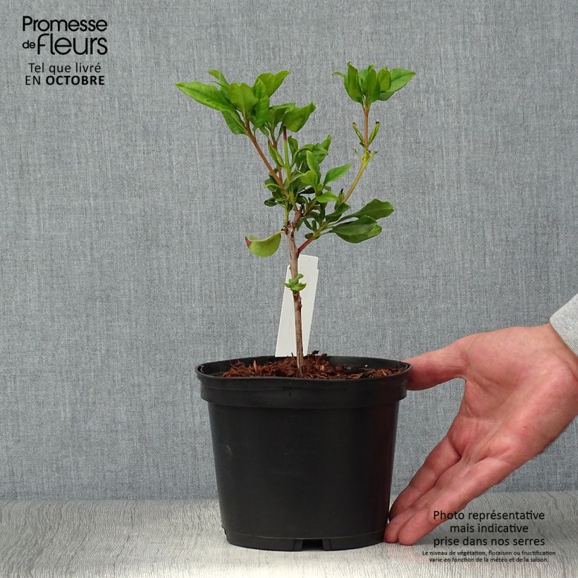 Kalmia latifolia Otsbo Red - Mountain Laurel 2L/3L pot sample as delivered in autumn