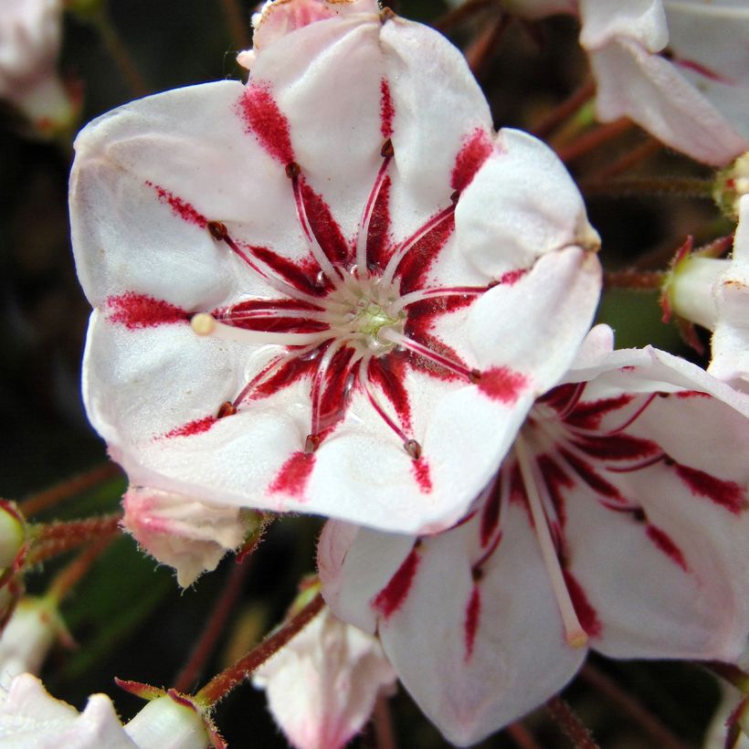 Kalmia latifolia You Can - Mountain Laurel (Flowering)