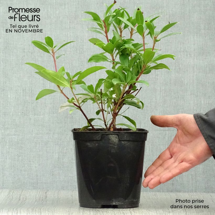 Kalmia latifolia Pinkobello - Mountain Laurel 3L/4L pot sample as delivered in autumn