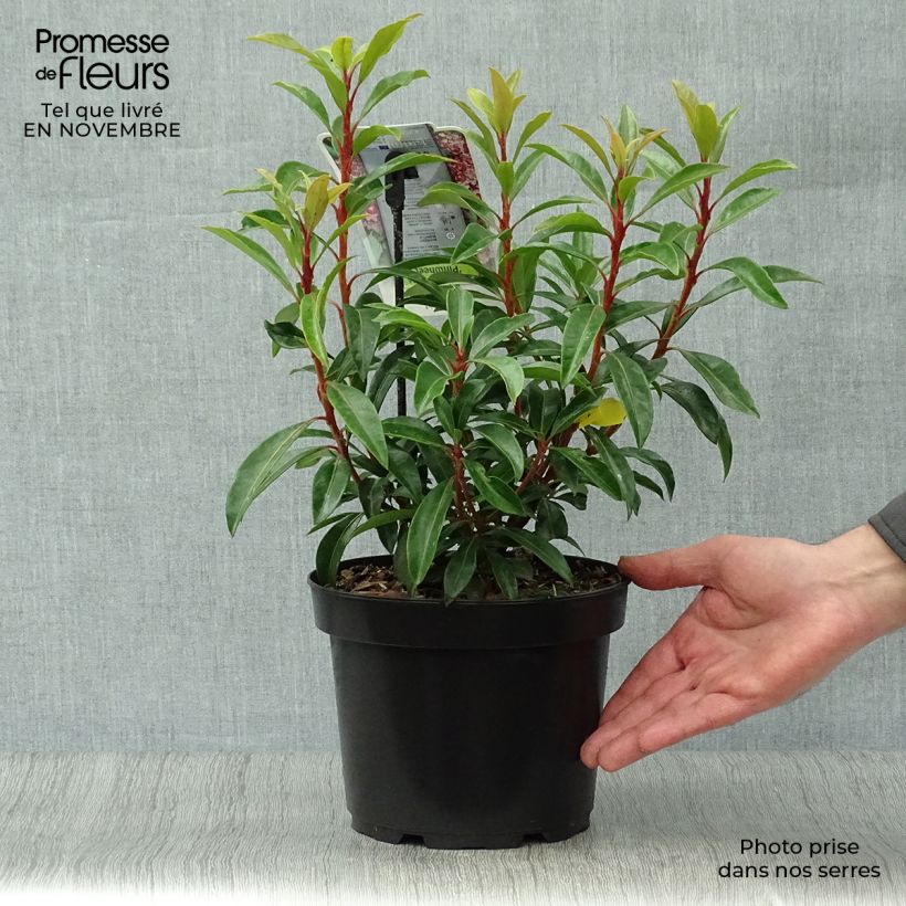 Kalmia latifolia Pinwheel - Mountain Laurel 3L/4L pot sample as delivered in autumn