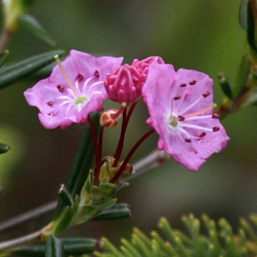 Kalmia polifolia (Flowering)