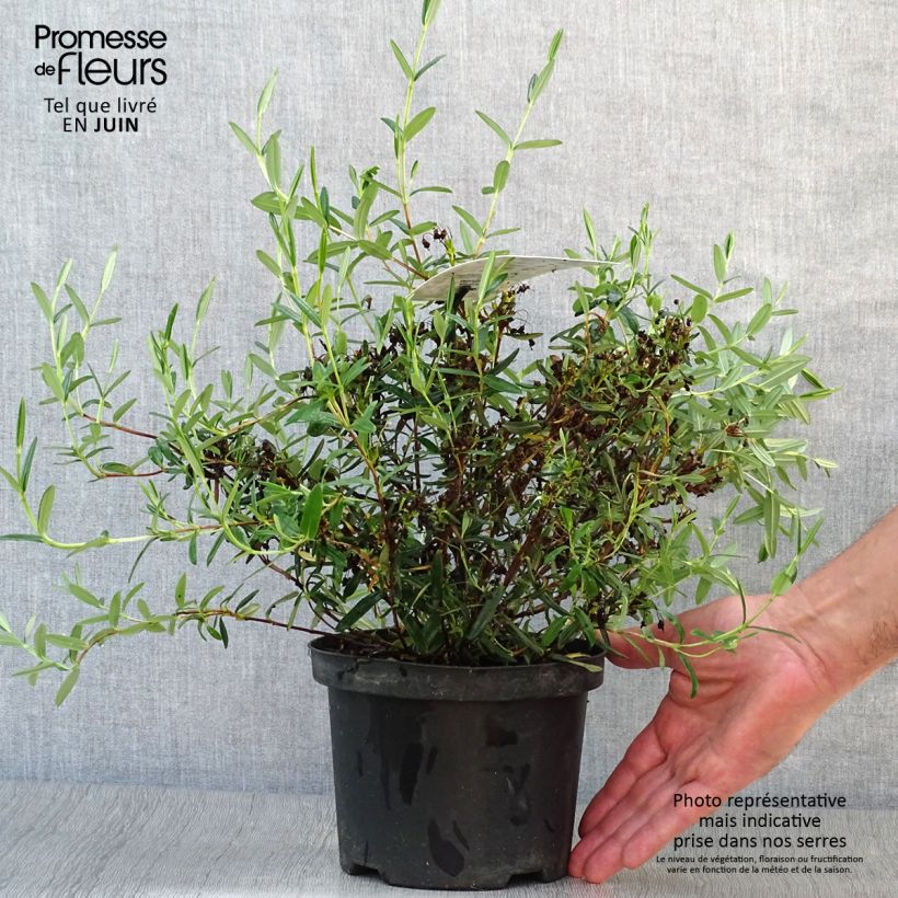 Kalmia polifolia 2L/3L pot sample as delivered in summer