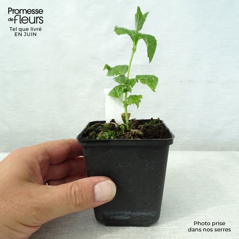 Kirengeshoma palmata 8/9 cm pot sample as delivered in summer