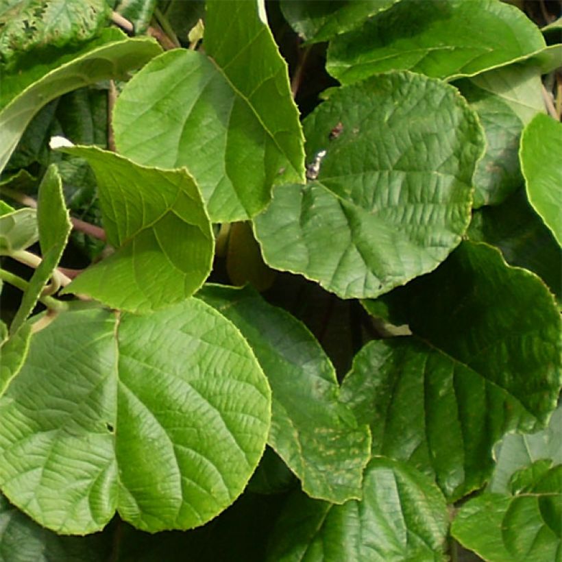 Kiwi Plant Atlas (male) - Actinidia deliciosa (Foliage)