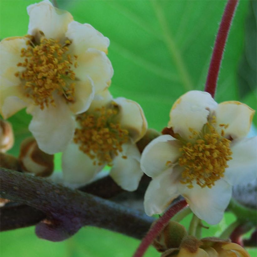 Kiwi Plant Atlas (male) - Actinidia deliciosa (Flowering)