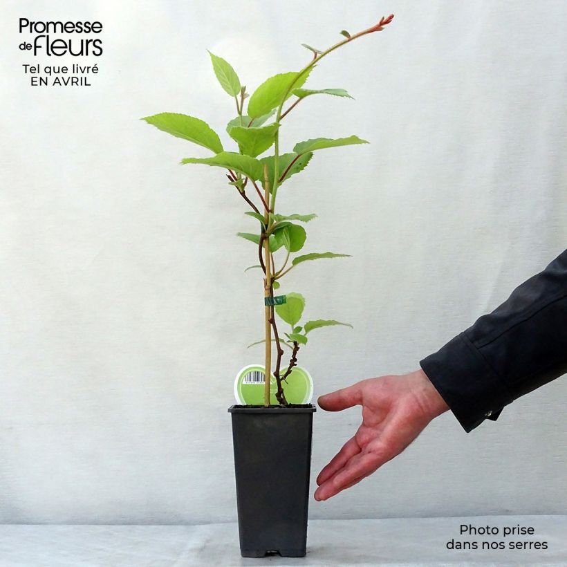 Kiwi Plant Atlas (male) - Actinidia deliciosa sample as delivered in spring