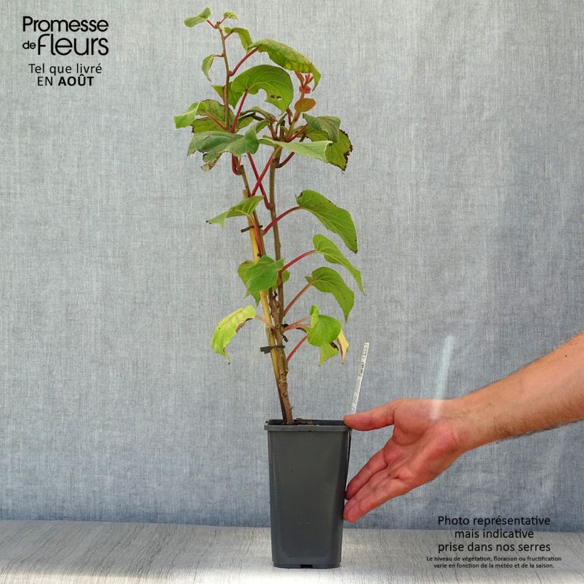 Organic Kiwi Plant Hayward (female) - Actinidia deliciosa 1.5L/2L pot sample as delivered in summer