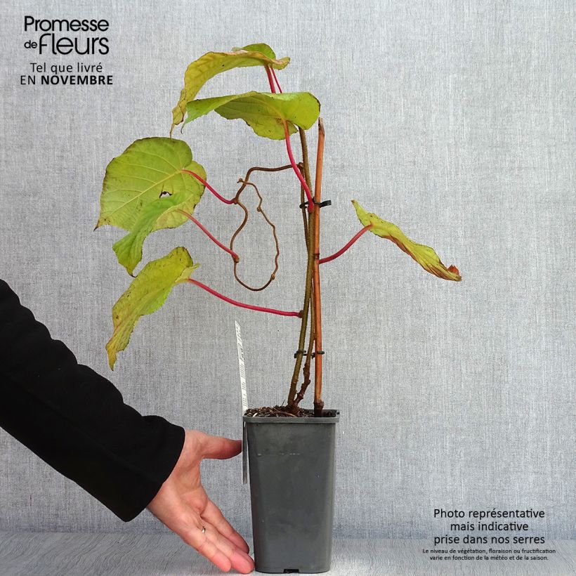 Organic Kiwi Plant Hayward (female) - Actinidia deliciosa 1.5L/2L pot sample as delivered in autumn