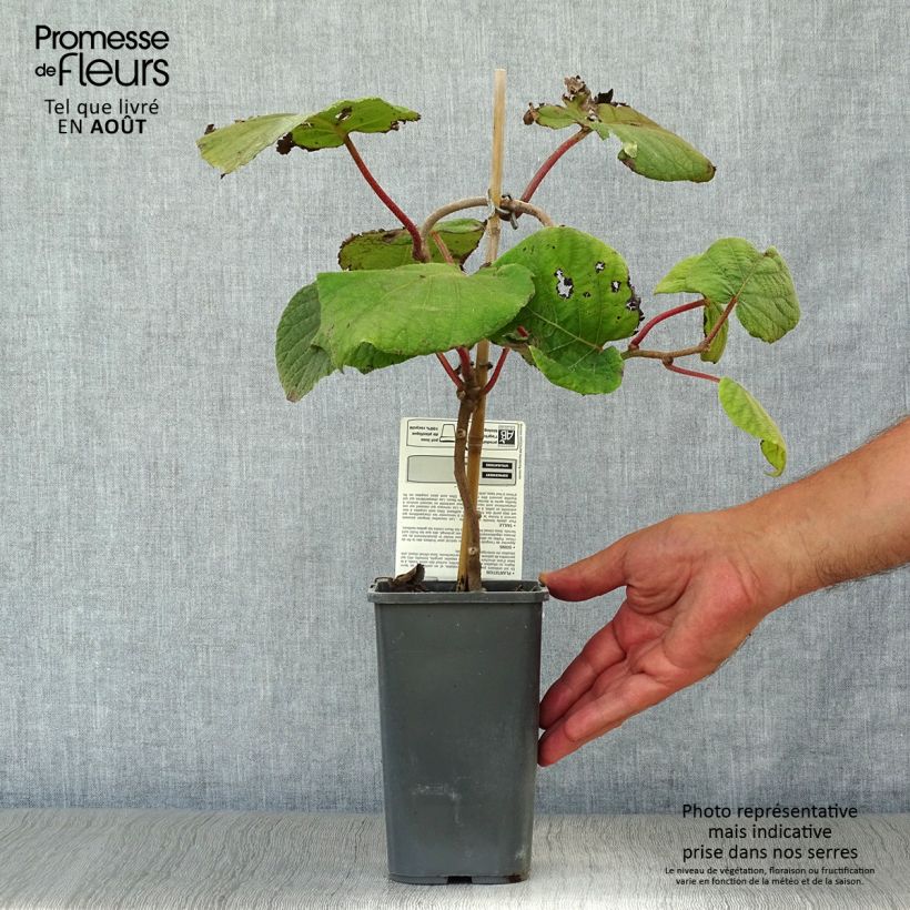 Organic Kiwi Plant Jenny (self-fertile) - Actinidia deliciosa 1.5L/2L pot sample as delivered in summer