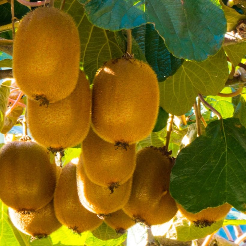 Kiwi Plant Montcap (female) - Actinidia deliciosa (Harvest)
