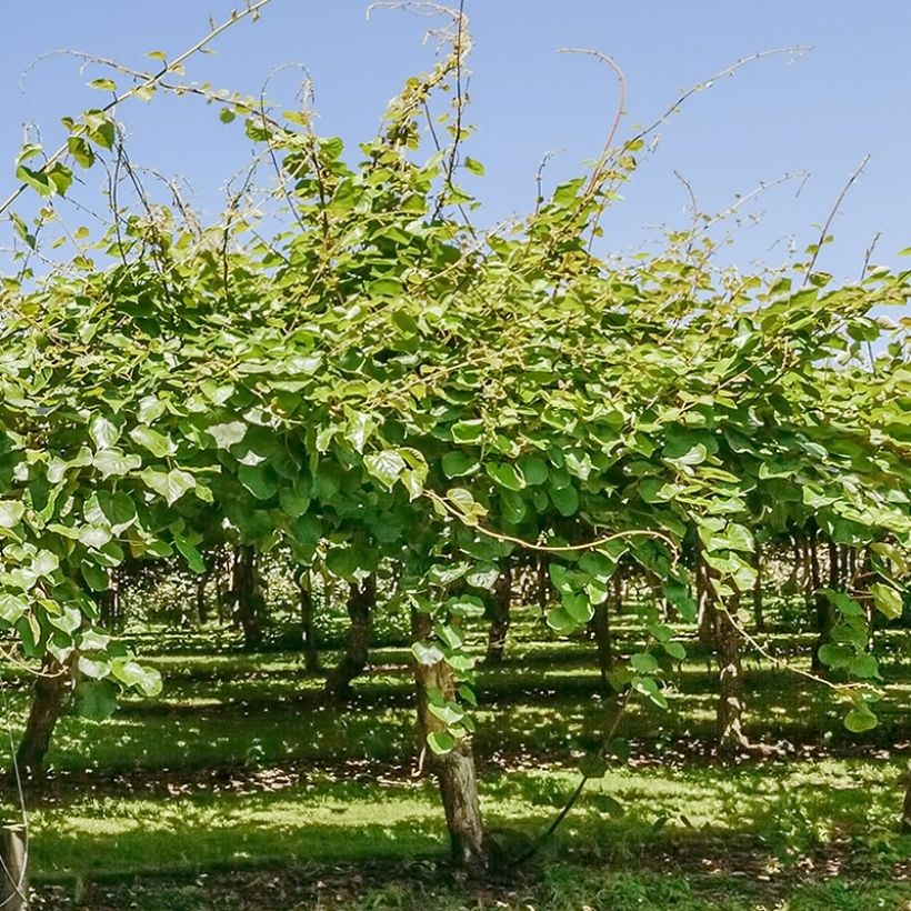 Kiwi Plant Montcap (female) - Actinidia deliciosa (Plant habit)