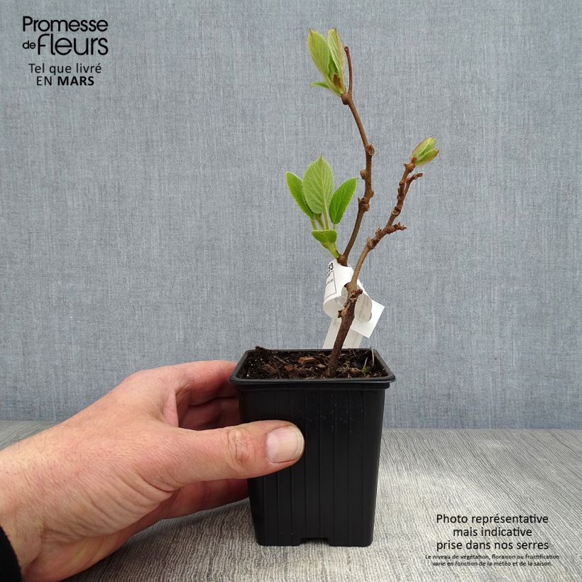 Kiwi Plant Solissimo (self-fertile) - Actinidia chinensis 8/9 cm potShipped height around 10/15cm sample as delivered in spring
