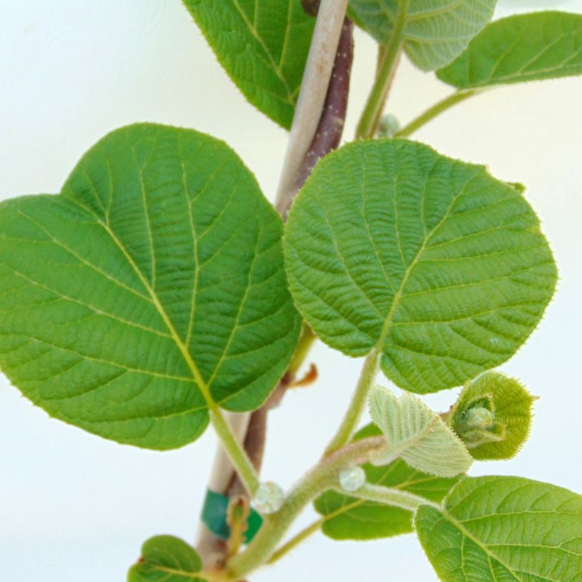Organic Kiwi Plant Solissimo (self-fertile) - Actinidia chinensis (Foliage)