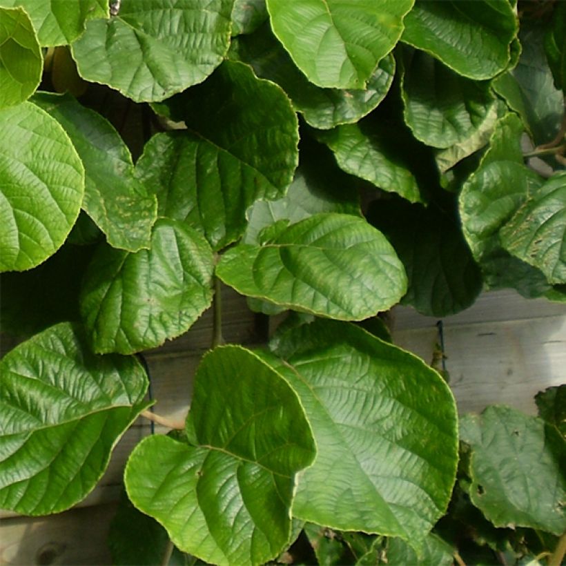 Organic Kiwi Plant Tomuri (male) - Actinidia deliciosa (Foliage)