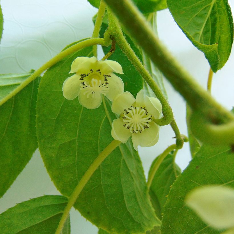 Hardy Kiwi Kokuwa (self-fertile) - Actinidia arguta (Flowering)