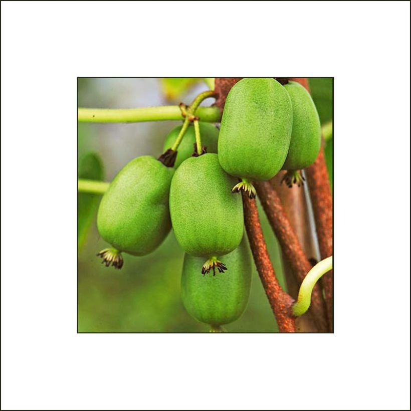 Hardy Kiwi Vitikiwi (self-fertile) - Actinidia arguta (Harvest)