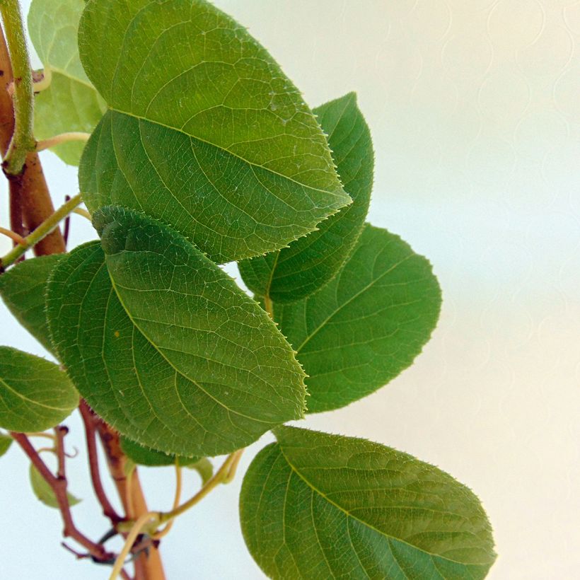 Hardy Kiwi Vitikiwi (self-fertile) - Actinidia arguta (Foliage)