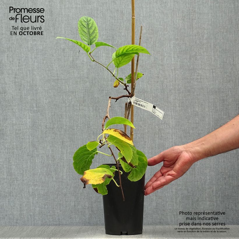 Hardy Kiwi Vitikiwi (self-fertile) - Actinidia arguta 2L/3L pot sample as delivered in autumn