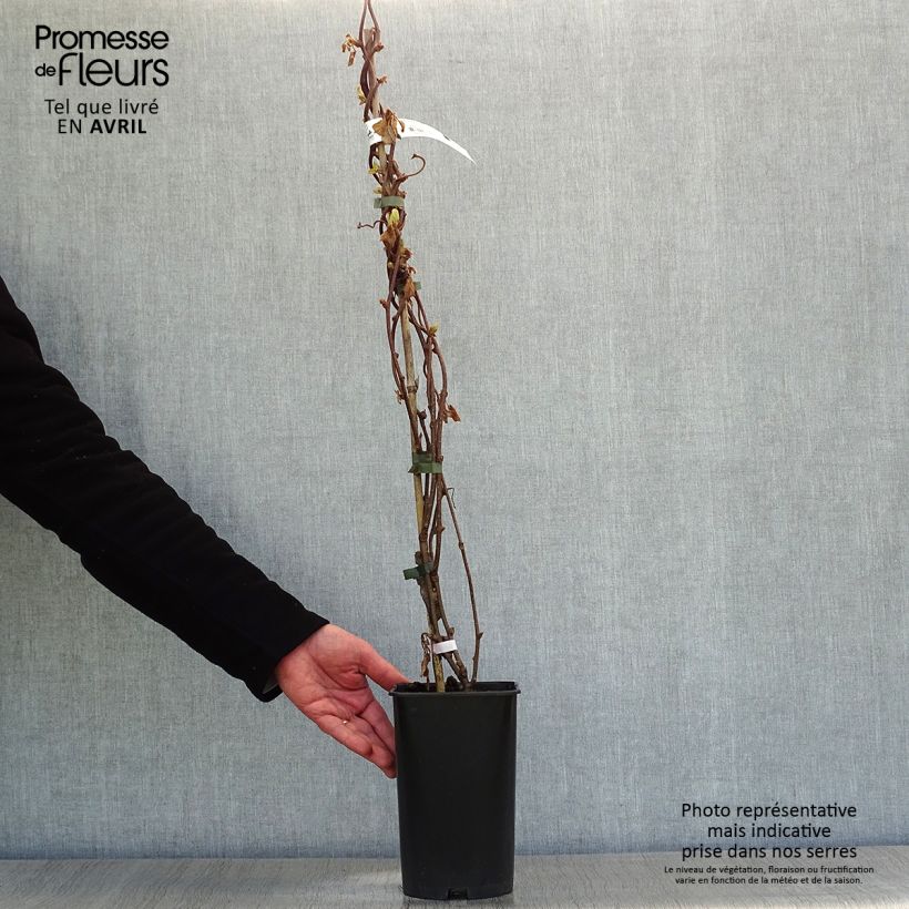 Kiwi Plant Solo (self-fertile) - Actinidia chinensis 3L/4L potShipped height around 30/40cm sample as delivered in spring