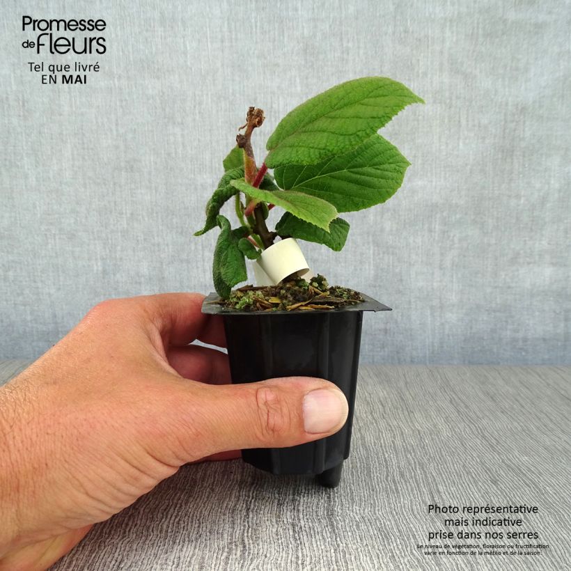 Kiwi Plant Monty (female) - Actinidia deliciosa sample as delivered in spring